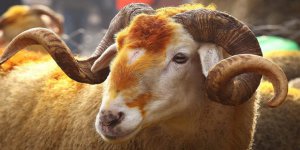 İslam Ümmetinin Kurban Bayramı Mübarek Olsun!