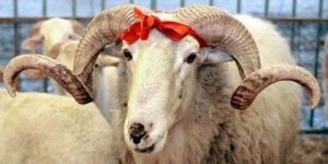 “Kurban Seferi, Kardeşlik Seferberliği”