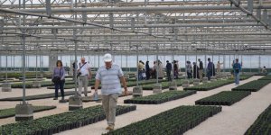 Katar'da Kur'an Botanik Bahçesi Kuruldu