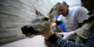 12 bini Aşkın Yabani Hayvan Tedavi Edildi