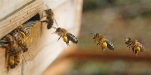 Arı Ölümleri Üreticileri Endişelendiriyor