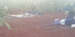Atme Bölgesi’nde Zeytin Ağaçlarının Altında Yaşam Savaşı Veriyorlar!