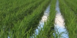 Nükleer Felaketin Yaşandığı Kasabaya Pirinç Ekildi