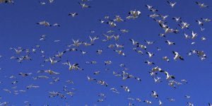 Çıldır Gölü Göçmen Kuşlarla Şenlendi