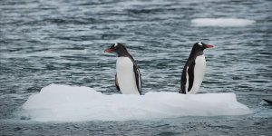 Ekolojik Dengenin Bozulması Felaketleri Beraberinde Getiriyor