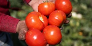 Domatesin Fiyatı Tarlada 50 Kuruşa Düştü