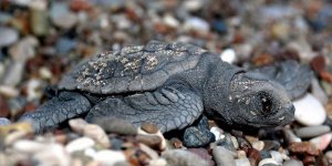 Caretta Caretta Alanında Drift Yapan Sürücüye Rekor Ceza