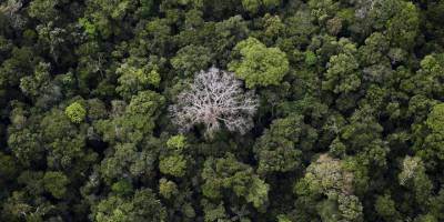 Amazonlardaki Orman Tahribatında Yüzde 278 Artış