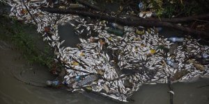 Bartın Irmağı'nda Toplu Balık Ölümleri Gerçekleşti