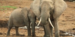 Afrika Fillerinin Hayvanat Bahçelerine Getirilmeleri Yasaklandı