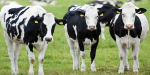 Belçika Valonya Bölgesinde Helal Kesimi Yasakladı