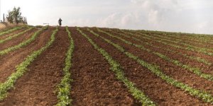 Filistin Hükümetinden İşgalci İsrail'e Bağımlılığı Sonlandıracak Tarımsal Kalkınma Projesi