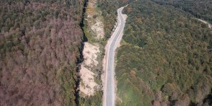 Ormanı İstila Eden Tırtıllar Yolu da Aşarak Yayılıyor