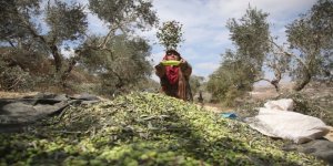 Filistin’de İşgalciler Yüzünden Hasat Erken Başlıyor