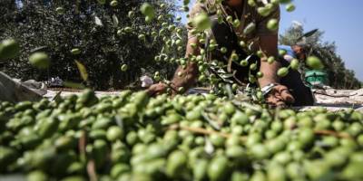 İşgalciler Filistinlilerin Zeytinlerini Çaldı