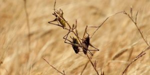 Somali Son 25 Yılın En Büyük Çekirge İstilasıyla Karşı Karşıya