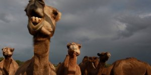 Keskin Nişancılar Hazırlandı, Avustralya'da Deve Katliamı Başlıyor