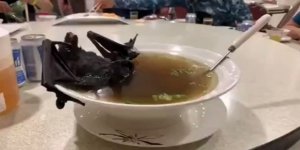 Yarasa Çorbası Nedir? Korona Virüsü Yarasadan mı Bulaştı?