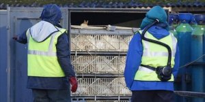 Çin'de Kuş Gribi Salgını: 18 Bine Yakın Kanatlı Hayvan İtlaf Edildi
