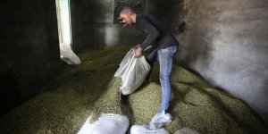 İşgalci İsrail, Filistin'in Tarım Ürünlerinin İhracatına Engel Oluyor