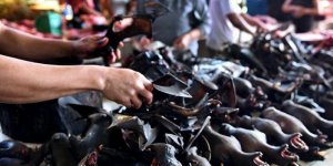 Çin'de Vahşi Hayvan Pazarları Yeniden Açıldı