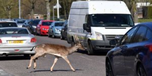 ‘Doğanın Tahribatı Hızla Durmazsa, Daha Ölümcül ve Yıkıcı Salgınlar Gelecek’