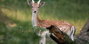 Biyoçeşitliliğin azalması sonucu yeni ölümcül pandemiler ortaya çıkabilir