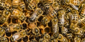 Bal arısı zehrinin bazı meme kanseri hücrelerini yok ettiği keşfedildi