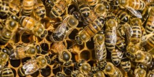 Bal arısı zehrinin bazı meme kanseri hücrelerini yok ettiği keşfedildi