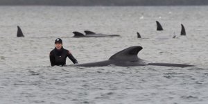 Avustralya’da sığ sularda mahsur kalan balinalardan 70’i kurtarıldı