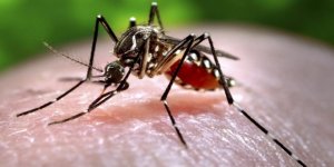 Sudan’ın batısında 'Chikungunya ateşi' hastalığı nedeniyle acil durum ilan edildi
