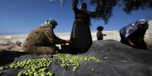 Siyonistler zeytin toplayan Filistinlilere saldırdı: 2 yaralı