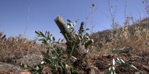 Yahudi işgalciler Filistinlilere ait onlarca zeytin ağacını kesti