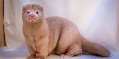 Danimarka'da milyonlarca vizonun öldürüleceği açıklandı