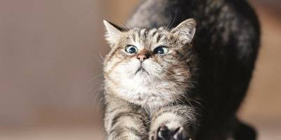 “Ayasofya’yı camiye çevirdiniz, Gli de öldü”