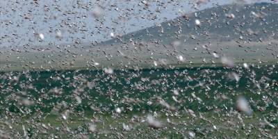 Kenya'da çekirge sürüleri 47 ilçenin 15'ini işgal etti