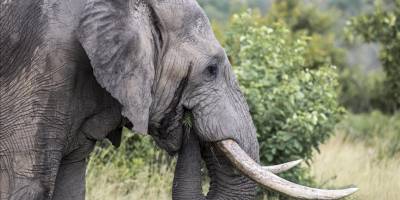 Fillerin ilerlediği güzergahta 150 binden fazla kişi tahliye edildi