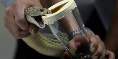 Yılan zehri, koronanın panzehirine dönüşür mü?