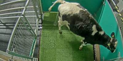İklim kriziyle mücadelede ineklerin çıkardığı gaz gerçekten önemli mi?