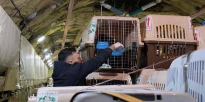 Batı'nın Afganistan’da "evcil hayvanları kurtarma" operasyonu!