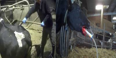 Bu sütün bedeli ödenemez: Galler'de ineklere sistematik işkence