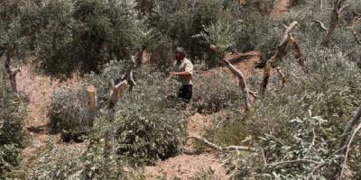 Yahudi işgalciler Filistinlilere ait 190 zeytin ağacını söktü