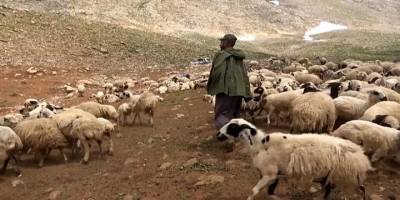 Kimsenin tercih etmediği çobanlık mülteciler sayesinde ayakta duruyor!