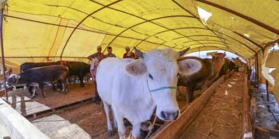 Diyanet vekalet yoluyla kurban kesim bedelleri belirledi