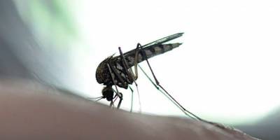 Bill Gates’in “çok tehlikeli” sivrisinek projesi(!)