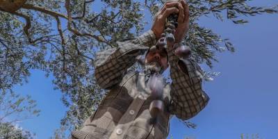 İdlib'de çiftçiler, bombardımanın gölgesinde zeytin hasadına başladı