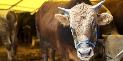 Kurban Bayramı'nda 3 milyon 330 bin hayvan kesildi