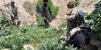 Taliban'ın kenevir mücadelesi hız kesmeden devam ediyor