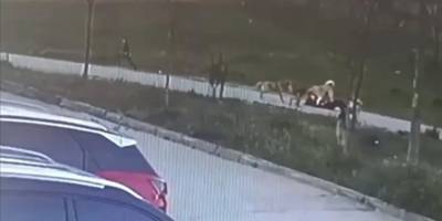 Bursa'da sahipsiz köpeklerin saldırdığı kişi yaralandı