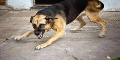 İstanbul'da geçen yıl 370 binin üzerinde kuduz aşısı uygulandı